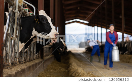 Farmers work in open cowshed at cow farm Farmers work in open cowshed at cow farm 126656213