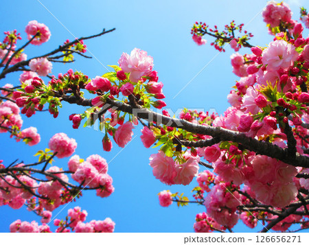 Beautiful scenery of double cherry blossoms in spring (photographed in 2025) Beautiful scenery of double cherry blossoms in spring (photographed in 2025) 126656271
