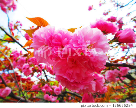 Beautiful scenery of double cherry blossoms in spring (photographed in 2025) 126656284