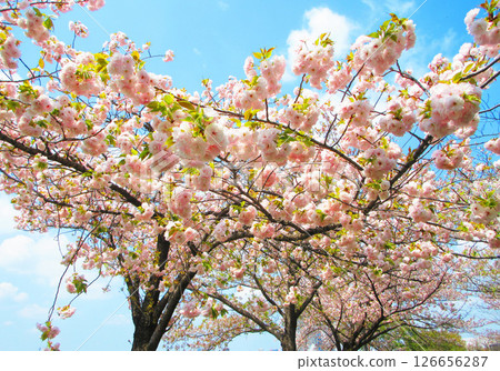 春季重瓣櫻花美景(2025年拍攝) 春季重瓣櫻花美景(2025年拍攝) 126656287