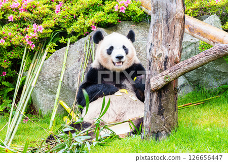 Goodbye Pandas - Nanki Shirahama Adventure World's Yoshihama Beach 8 Goodbye Pandas - Nanki Shirahama Adventure World's Yoshihama Beach 8 126656447