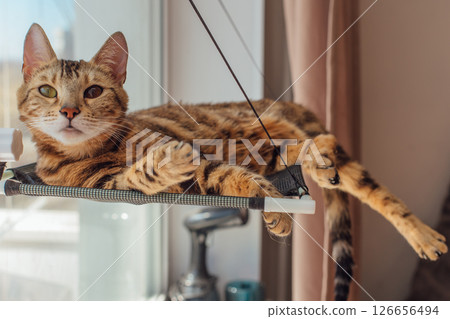 Cute little bengal kitty cat laying on the cat's window bed watching on the room. 126656494