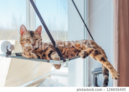 Cute little bengal kitty cat laying on the cat's window bed watching on the room. 126656495