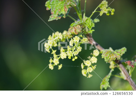 Vibrant currant blossoms on a branch, showcasing nature's delicate springtime beauty. 126656530