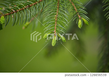 Detailed view of fresh green fir tree needles with soft and blurred natural background. 126656539