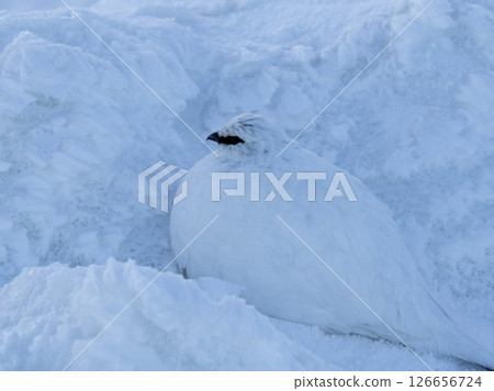 清晨雷鳥融入雪中的瞬間－靜謐的立山清晨 126656724