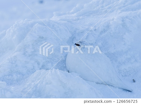 清晨雷鳥融入雪中的瞬間－靜謐的立山清晨 126656725