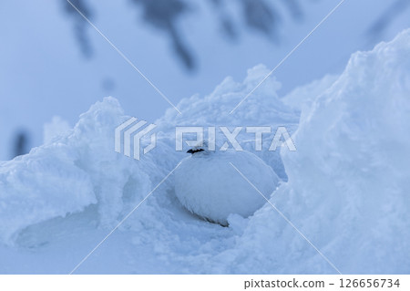 A moment of the early morning ptarmigan blending into the snow - A quiet morning in Mt. Tateyama A moment of the early morning ptarmigan blending into the snow - A quiet morning in Mt. Tateyama 126656734