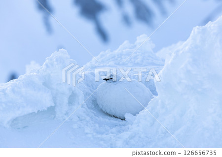 A moment of the early morning ptarmigan blending into the snow - A quiet morning in Mt. Tateyama 126656735