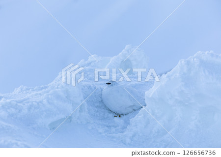 A moment of the early morning ptarmigan blending into the snow - A quiet morning in Mt. Tateyama A moment of the early morning ptarmigan blending into the snow - A quiet morning in Mt. Tateyama 126656736