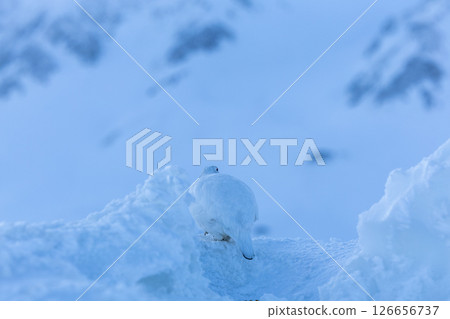 A moment of the early morning ptarmigan blending into the snow - A quiet morning in Mt. Tateyama A moment of the early morning ptarmigan blending into the snow - A quiet morning in Mt. Tateyama 126656737