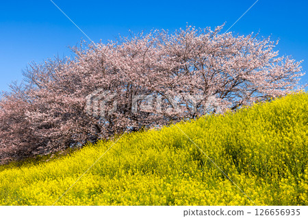 Tamasaku, Kumagaya City, Saitama Prefecture - Cherry blossom trees lined up near the Tamasaku Water Gate along the Wadayoshino River, a tributary of the Arakawa River. Somei-Yoshino cherry trees and rapeseed fields 126656935
