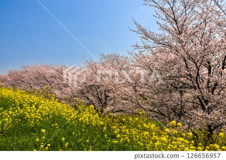 埼玉縣熊谷市玉作－位於玉作水門附近的荒川支流和田吉野河沿岸，櫻花樹成排。染井吉野櫻花樹和油菜花田 126656957