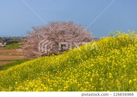 Tamasaku, Kumagaya City, Saitama Prefecture - Cherry blossom trees lined up near the Tamasaku Water Gate along the Wadayoshino River, a tributary of the Arakawa River. Somei-Yoshino cherry trees and rapeseed fields 126656966