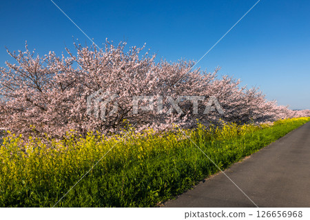 埼玉縣熊谷市玉作-位於玉作水門附近的荒川支流和田吉野河沿岸,櫻花樹成排。染井吉野櫻花樹和油菜花田 埼玉縣熊谷市玉作-位於玉作水門附近的荒川支流和田吉野河沿岸,櫻花樹成排。染井吉野櫻花樹和油菜花田 126656968
