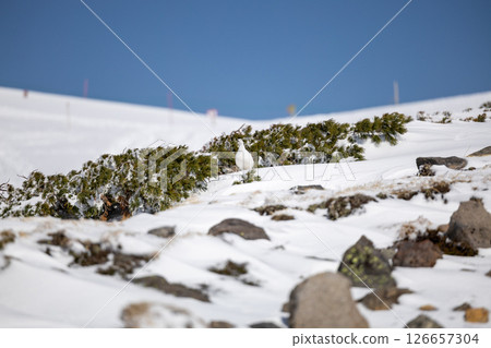 Snowy mountain ptarmigan and Japanese stone pine - Spring scenery of Tateyama Snowy mountain ptarmigan and Japanese stone pine - Spring scenery of Tateyama 126657304