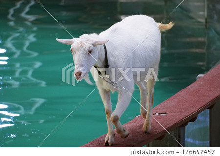 Goat show scenery landscape Goat show scenery landscape 126657457