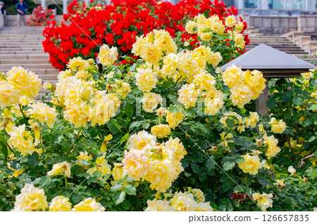 神戶須磨離宮公園的花園裡盛開的玫瑰 126657835