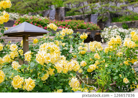 神戶須磨離宮公園的花園裡盛開的玫瑰 神戶須磨離宮公園的花園裡盛開的玫瑰 126657836