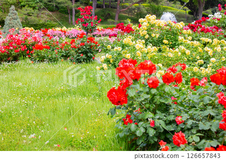 Roses in full bloom in the garden at Suma Rikyu Park in Kobe 126657843