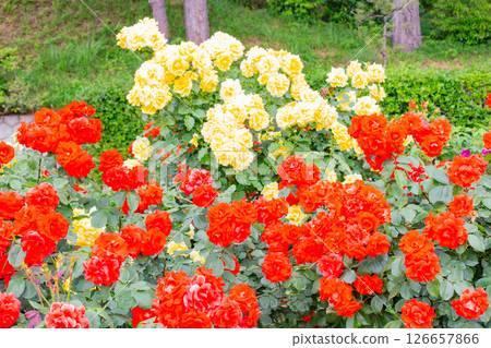 神戶須磨離宮公園的花園裡盛開的玫瑰 126657866