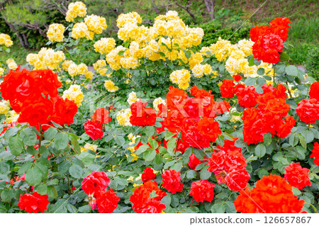 Roses in full bloom in the garden at Suma Rikyu Park in Kobe Roses in full bloom in the garden at Suma Rikyu Park in Kobe 126657867