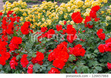 Roses in full bloom in the garden at Suma Rikyu Park in Kobe Roses in full bloom in the garden at Suma Rikyu Park in Kobe 126657868