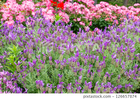 神戶須磨離宮公園的花園裡盛開的玫瑰 126657874