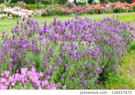 Roses in full bloom in the garden at Suma Rikyu Park in Kobe 126657875