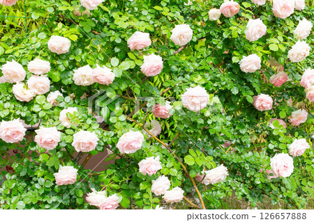 神戶須磨離宮公園的花園裡盛開的玫瑰 126657888