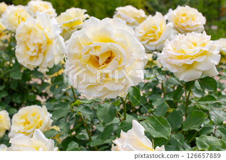 神戶須磨離宮公園的花園裡盛開的玫瑰 126657889