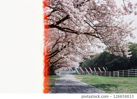 Kyushu Cherry Blossoms Kyushu Cherry Blossoms 126658013