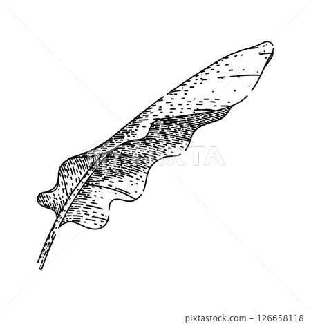 tropical banana leaf sketch hand drawn vector 126658118