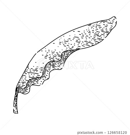 ecofriendly banana leaf sketch hand drawn vector ecofriendly banana leaf sketch hand drawn vector 126658120