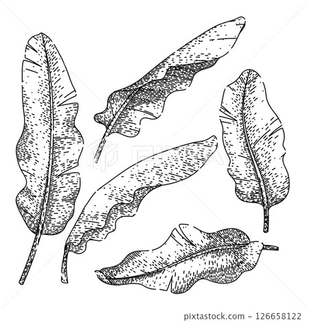 banana leaf set sketch hand drawn vector 126658122