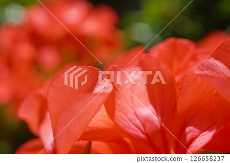 Geranium 126658237