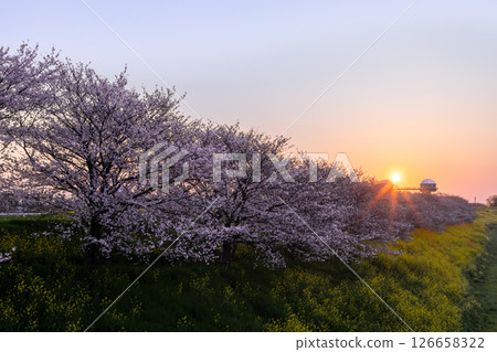 Kumagaya City, Saitama Prefecture: A row of cherry trees near the Tamasaku Water Gate on the Wada Yoshino River, a tributary of the Arakawa River. Somei-yoshino cherry blossoms and rapeseed fields bathed in the morning sun. Kumagaya City, Saitama Prefecture: A row of cherry trees near the Tamasaku Water Gate on the Wada Yoshino River, a tributary of the Arakawa River. Somei-yoshino cherry blossoms and rapeseed fields bathed in the morning sun. 126658322