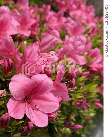May flowers pink azalea hedge 126658409
