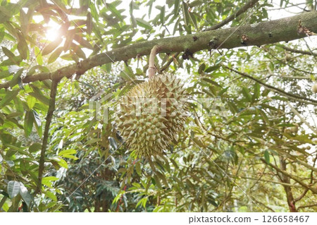 Close up of durians hanging  126658467