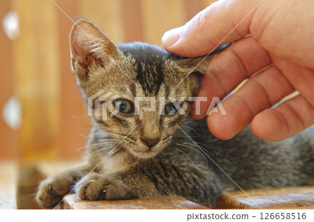 Person petting stray tabby kitten on the head with a gentle touch Person petting stray tabby kitten on the head with a gentle touch 126658516
