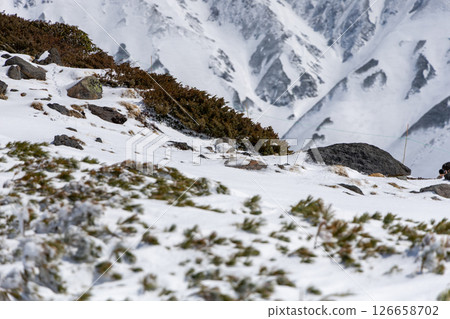 Snowy mountain ptarmigan and Japanese stone pine with the Japanese Alps in the background - Spring scenery of Tateyama Snowy mountain ptarmigan and Japanese stone pine with the Japanese Alps in the background - Spring scenery of Tateyama 126658702