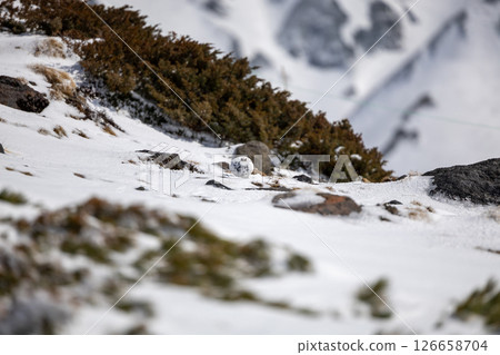Snowy mountain ptarmigan and Japanese stone pine with the Japanese Alps in the background - Spring scenery of Tateyama 126658704