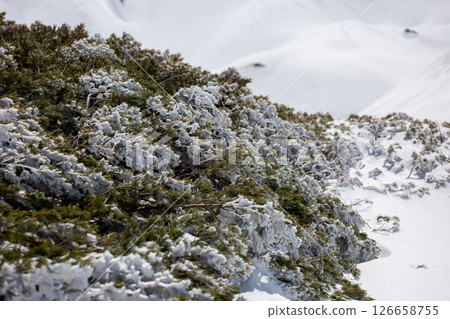 白雪皚皚的矮松和立山的春天風景 白雪皚皚的矮松和立山的春天風景 126658755