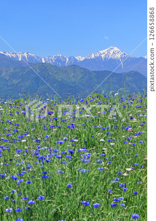 Cornflowers bloom in Azumino in May 126658868