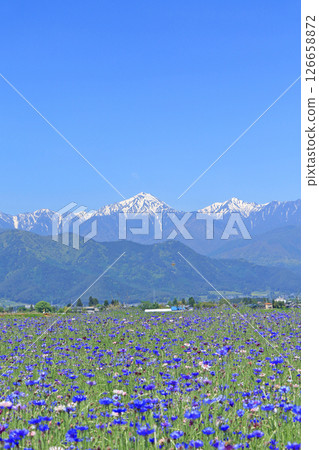 五月的安曇野矢車菊盛開 126658872