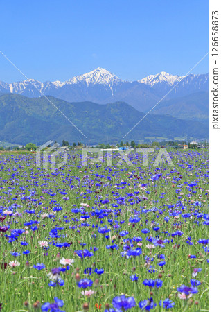 Cornflowers bloom in Azumino in May Cornflowers bloom in Azumino in May 126658873