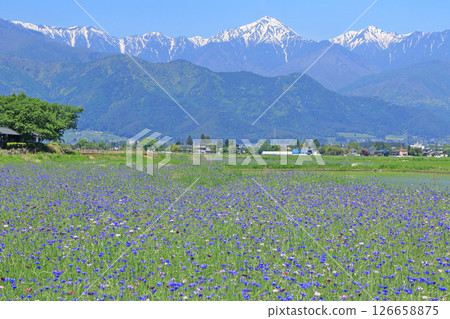 Cornflowers bloom in Azumino in May 126658875