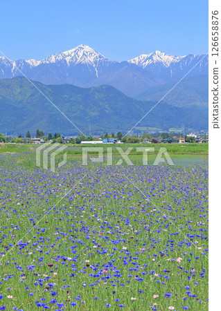 Cornflowers bloom in Azumino in May Cornflowers bloom in Azumino in May 126658876
