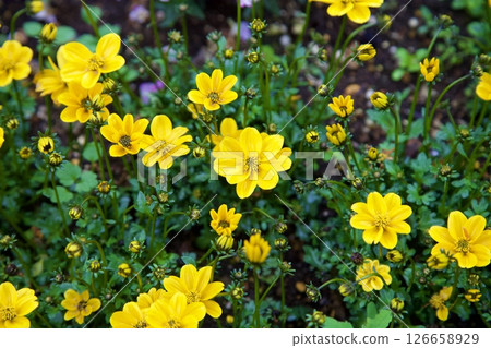 Bidens ferulifolia花 Bidens ferulifolia花 126658929