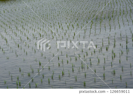 Rice planting season Beautiful Japanese rice fields Rice planting season Beautiful Japanese rice fields 126659011